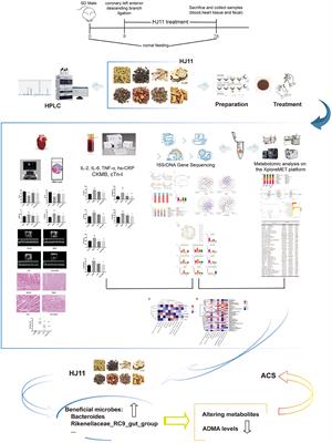 Jia-Wei-Si-Miao-Yong-An decoction modulates intestinal flora and metabolites in acute coronary syndrome model